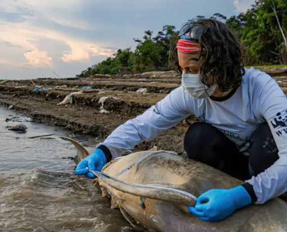 Botos no Lago Tefé, no Amazonas